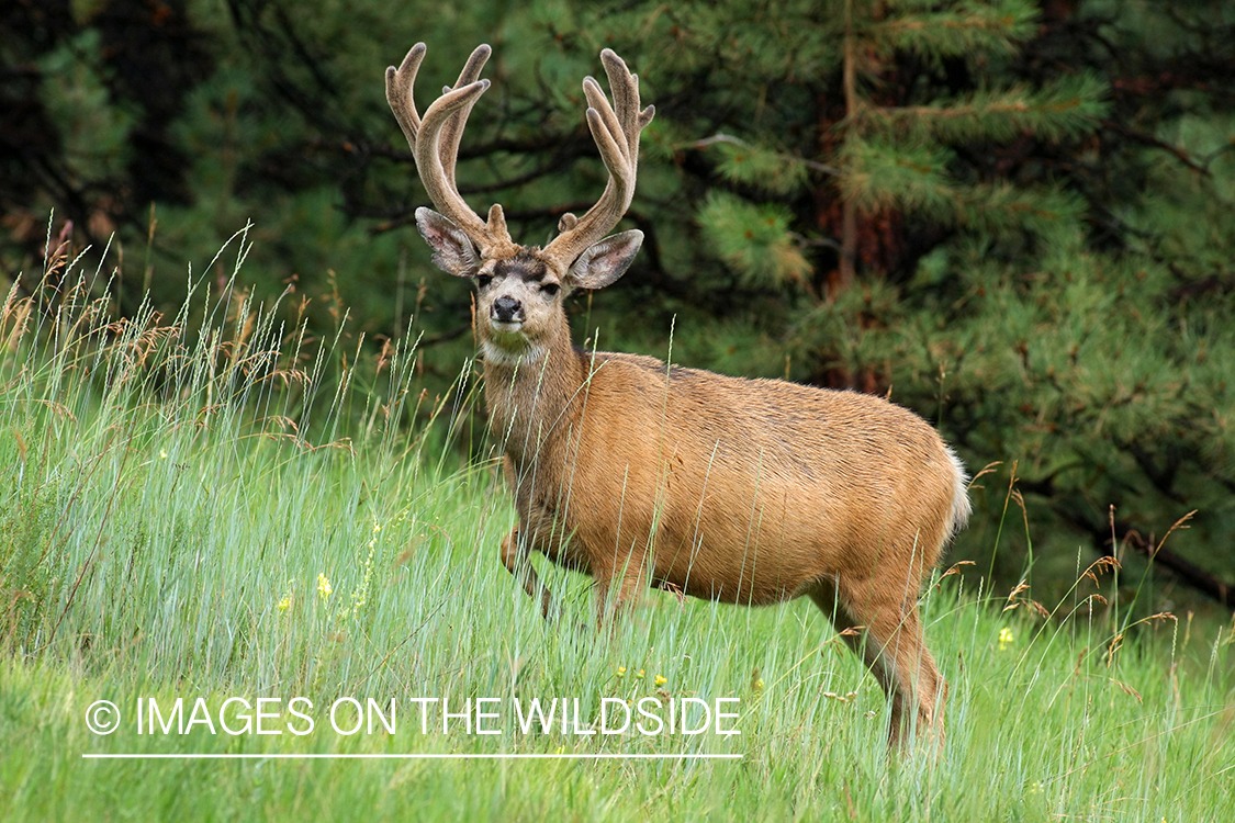 Mule deer buck in habitat. 