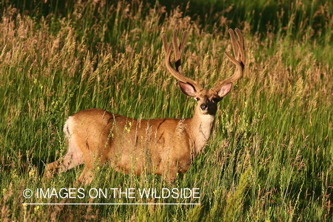 Mule deer buck in habitat. 