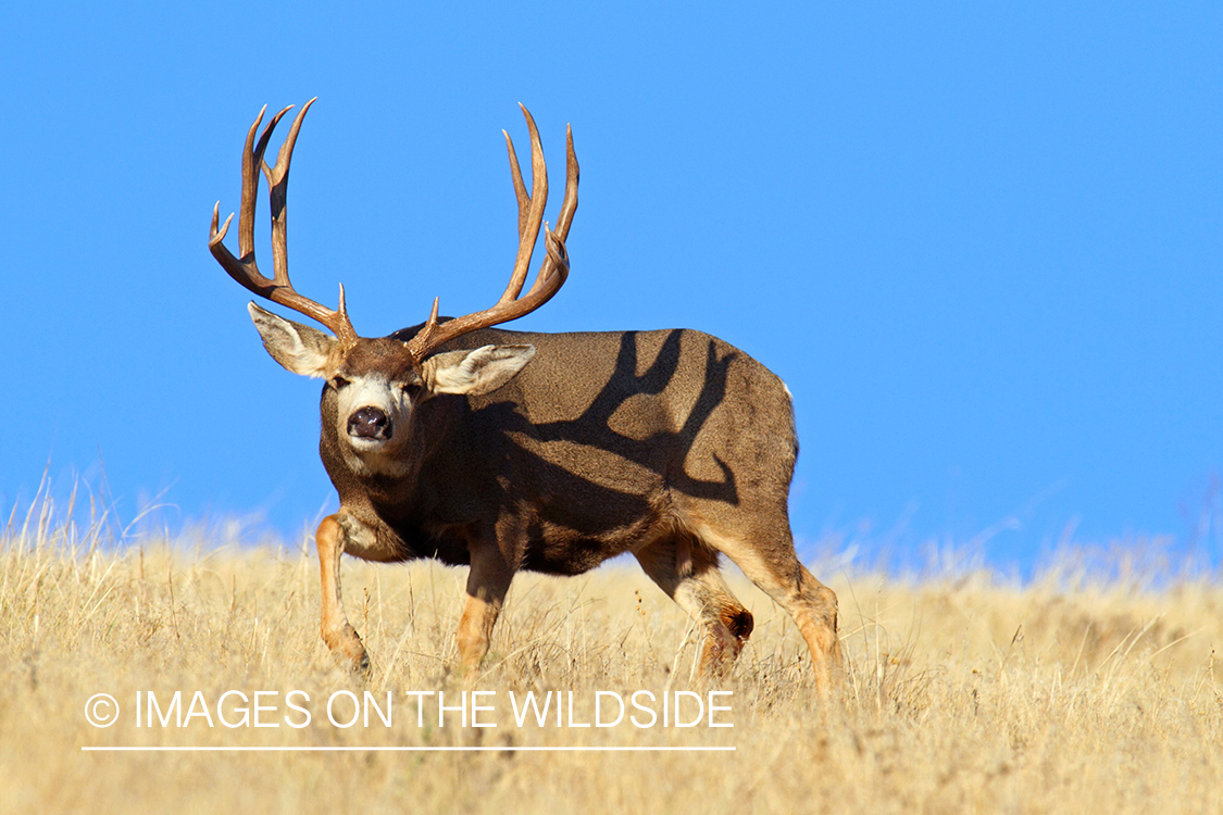 Mule Deer buck in habitat.