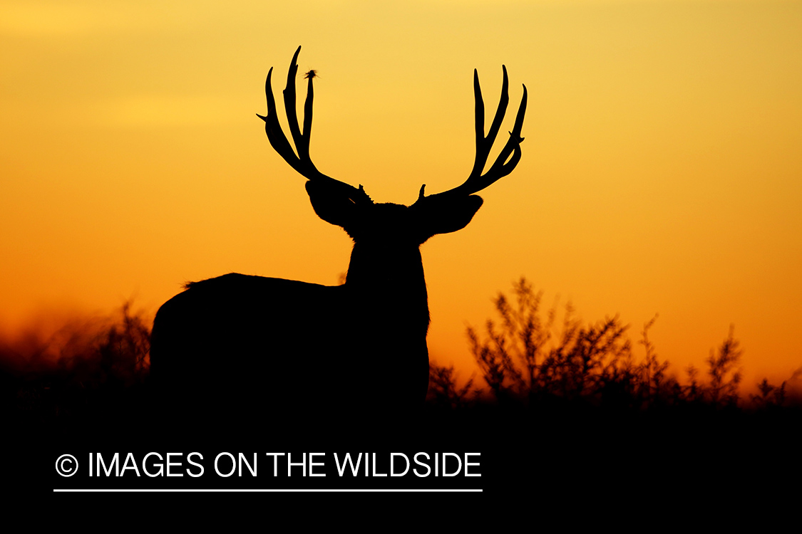 Mule deer buck at sunrise (silhouette).