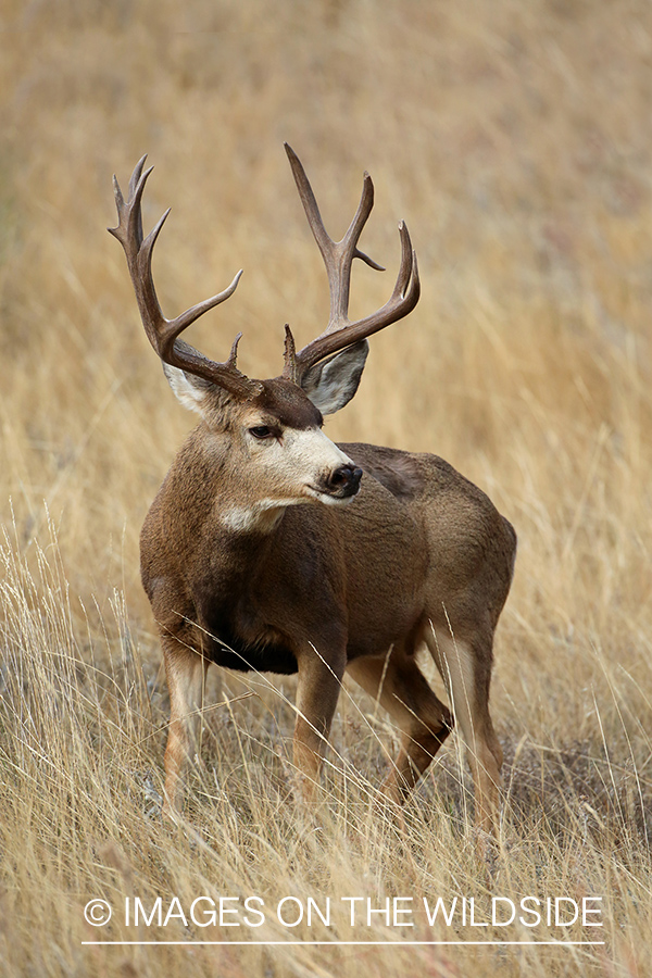 Mule deer buck in habitat. 