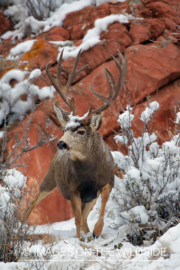 Mule deer buck in snow.