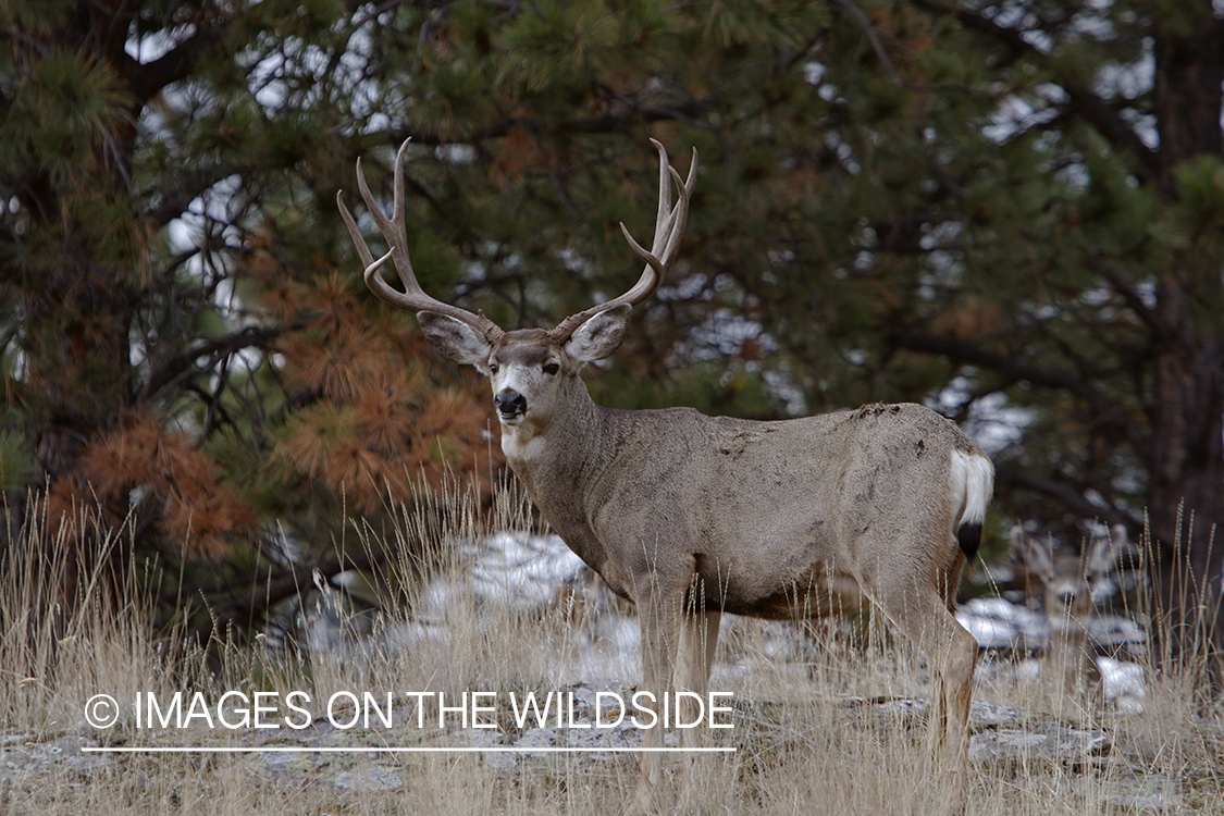 Mule deer buck in field.