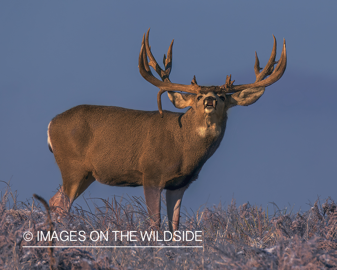 Mule deer buck in field.