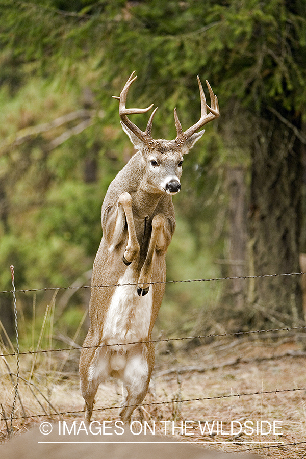 White-tailed deer jumping fence