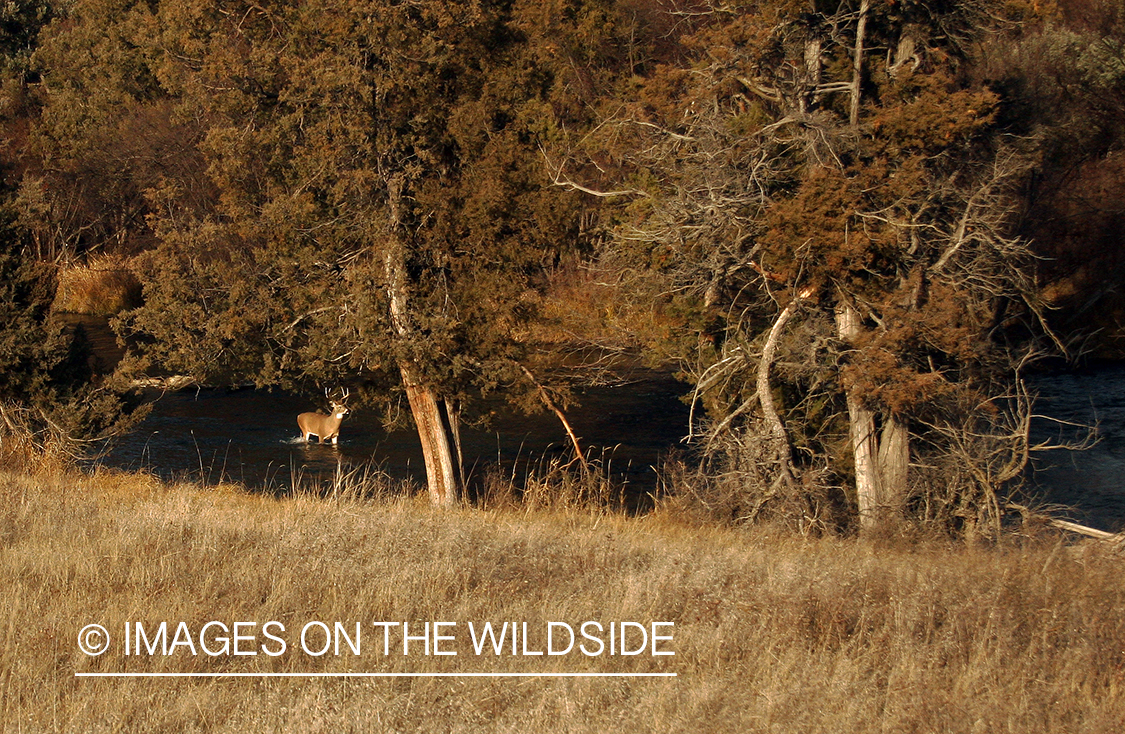 Whitetail Buck