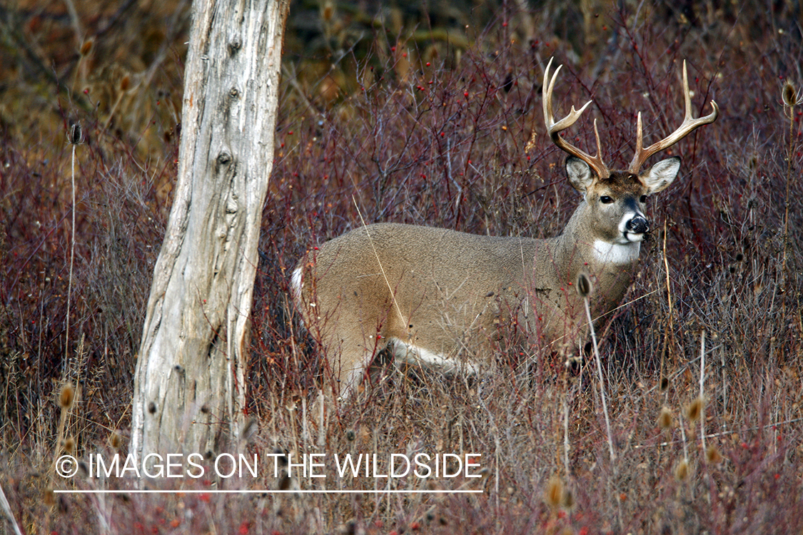 Whitetail Buck