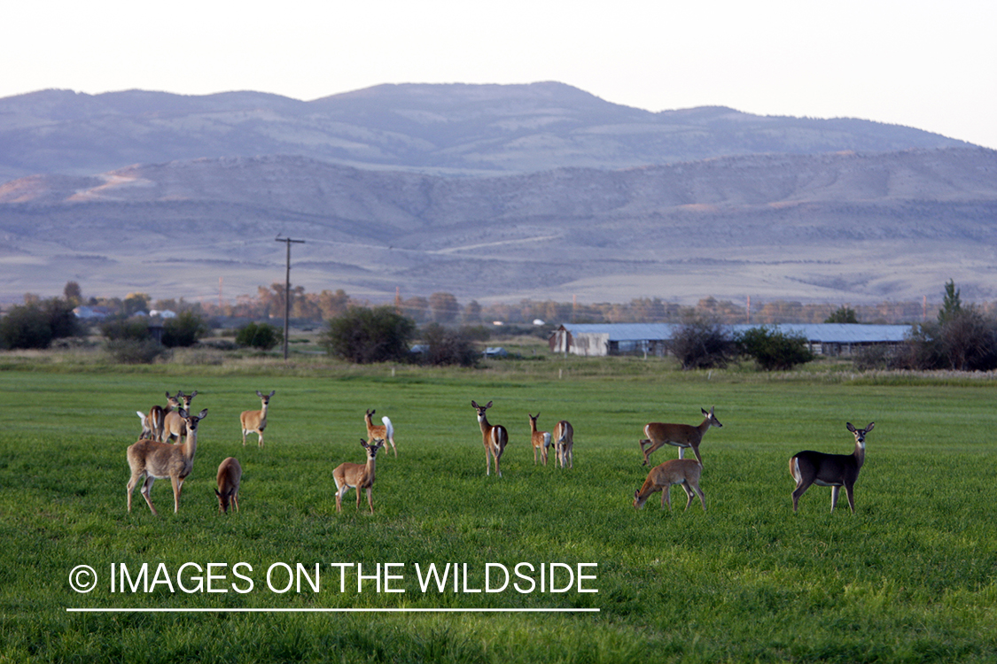 Whitetail Does in field