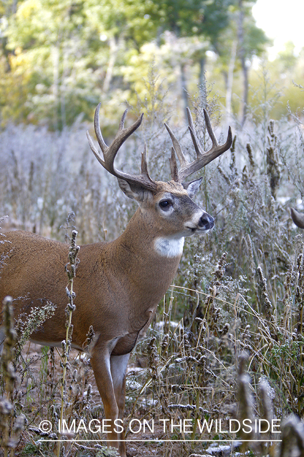 Whitetail buck in habitat