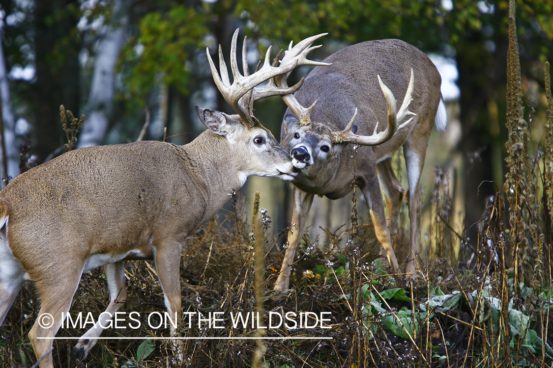 Whitetail bucks in habitat