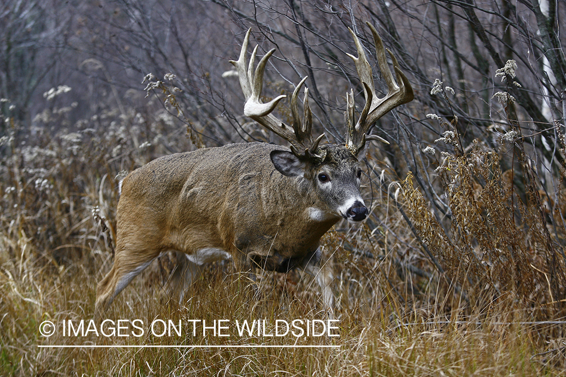 Whitetail buck in habitat