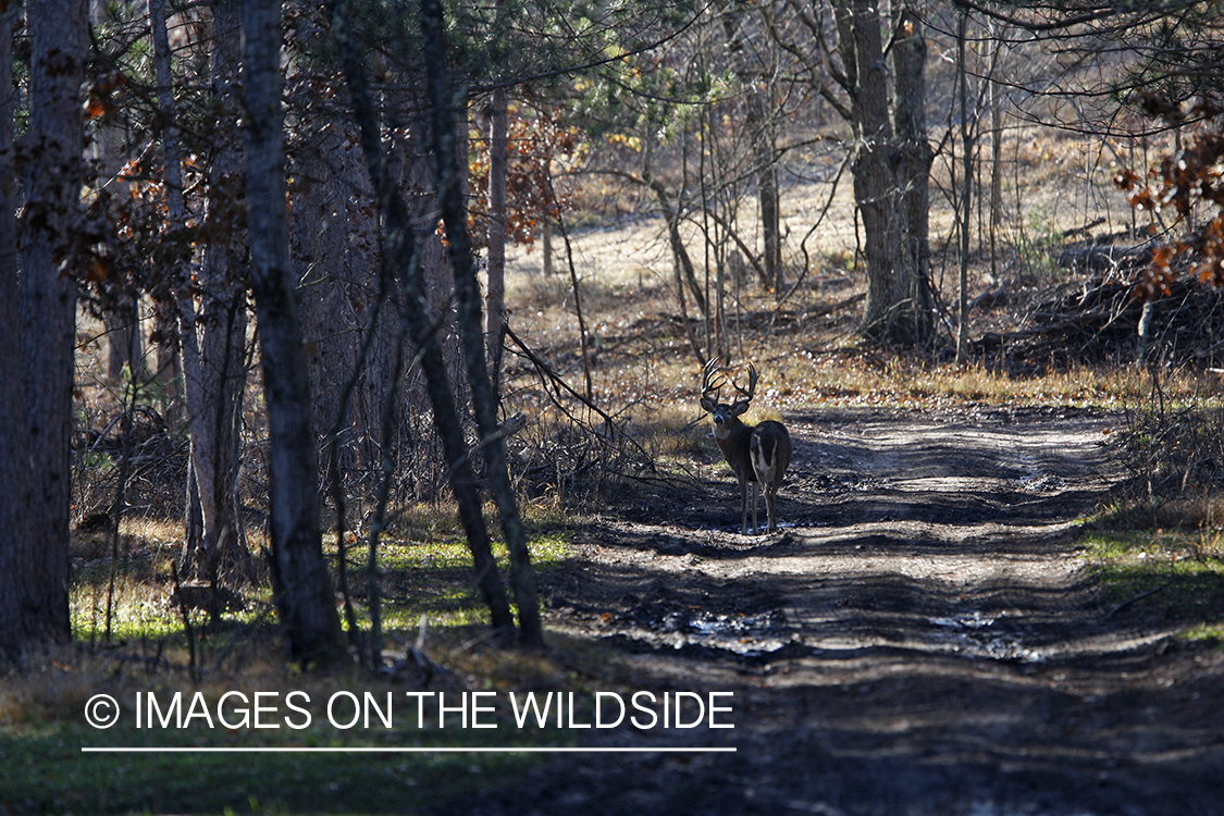 Whitetail buck in habitat.