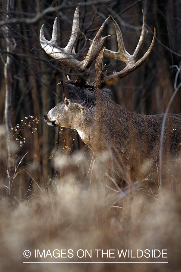 Whitetail buck in habitat.