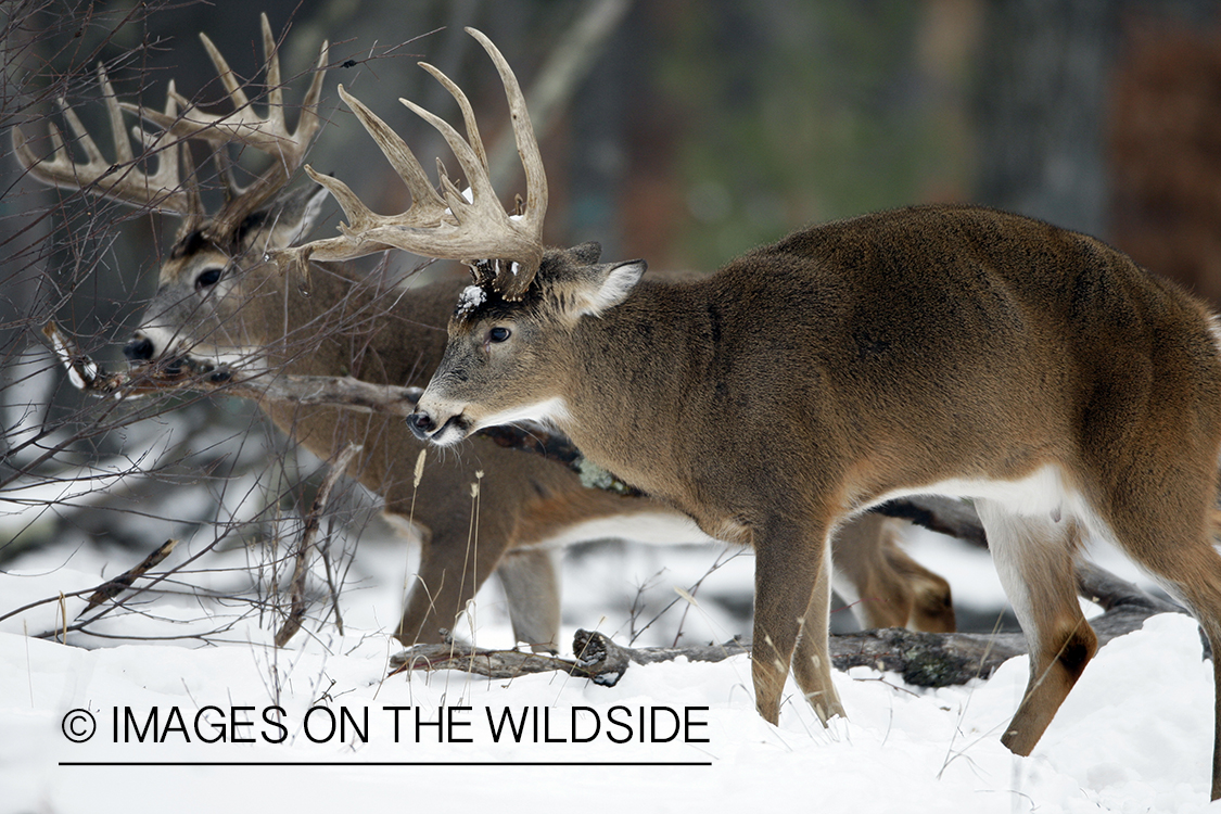 White-tailed bucks in habitat.