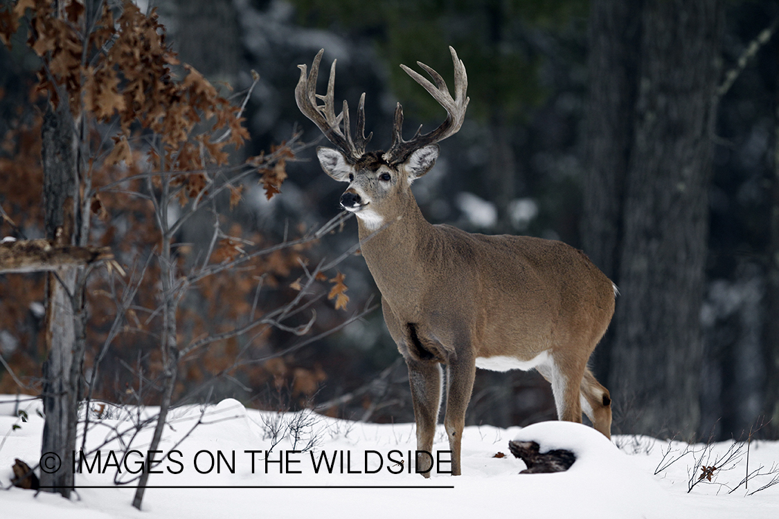 White-tailed buck in habitat.