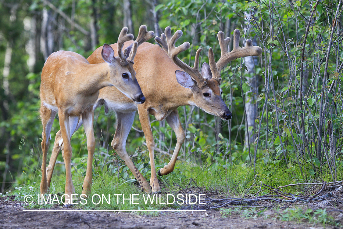 Summer Deer in Velvet