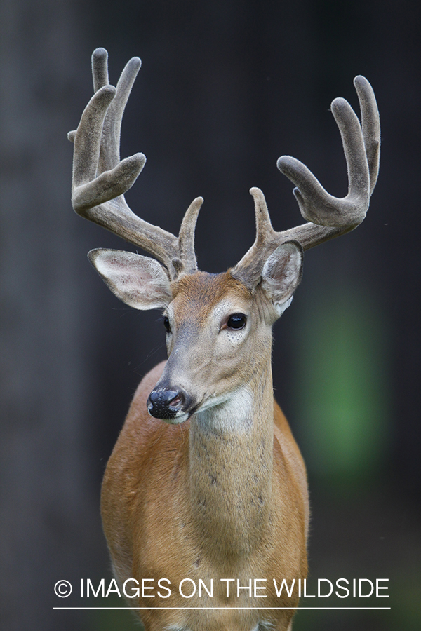 White-tailed deer in velvet