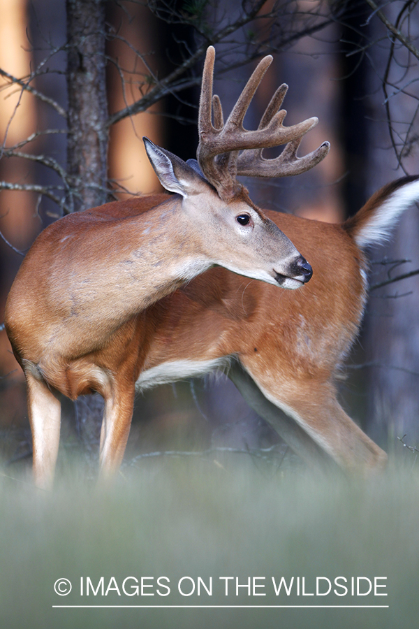 White-tailed buck in velvet 