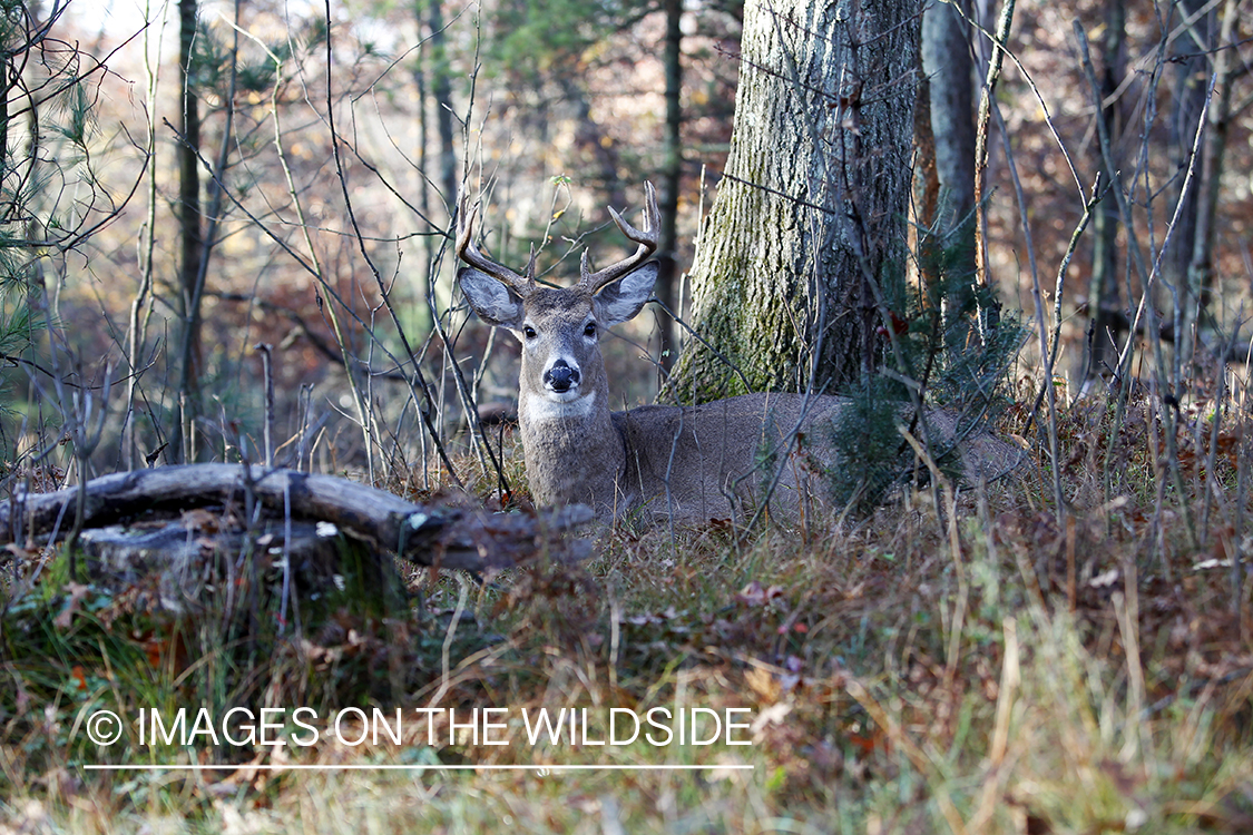 White-tailed buck in habitat. *