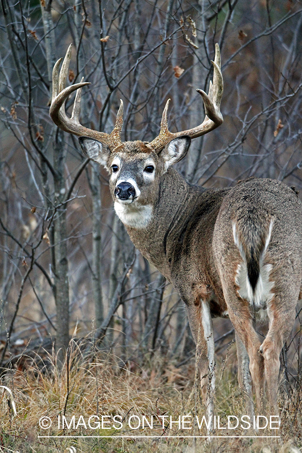 White-tailed buck in habitat. *