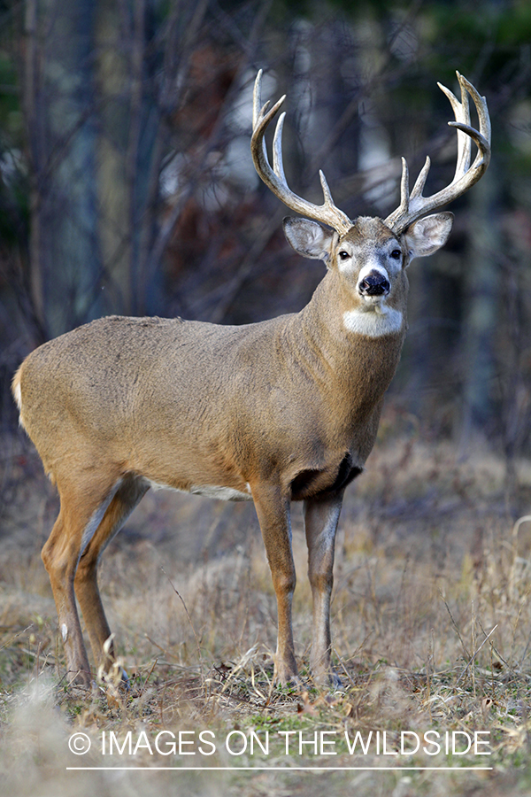 White-tailed buck in habitat. 8