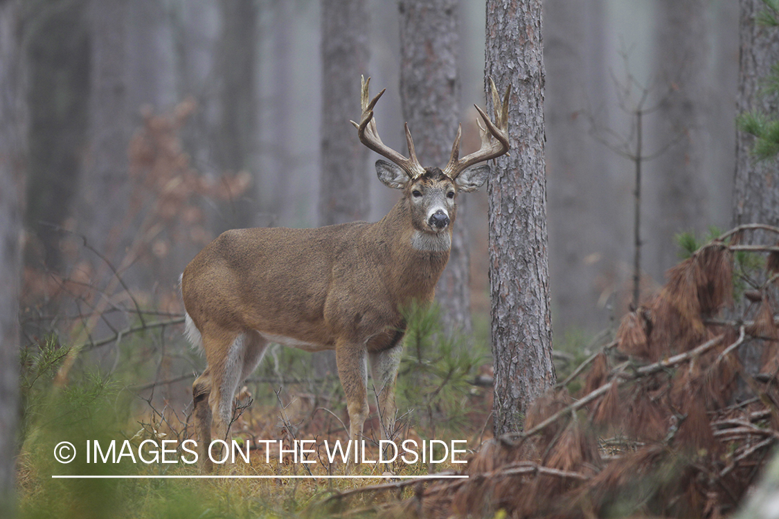 White-tailed buck in habitat. 