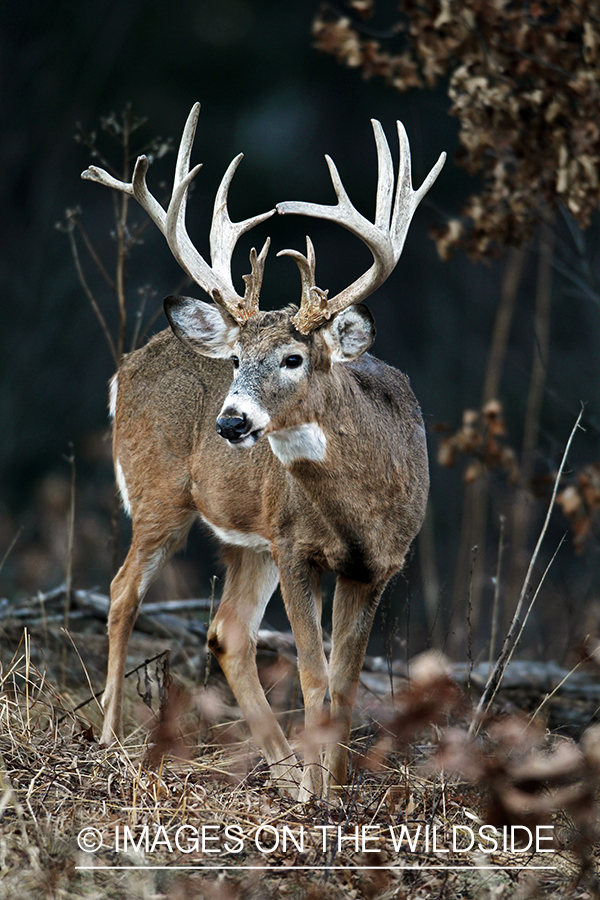 White-tailed buck in habitat. *