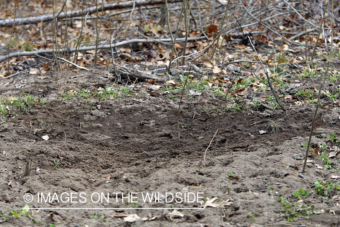 Evidence of white-tailed buck in habitat. 