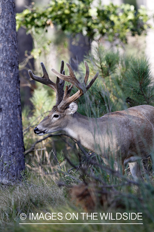 White-tailed buck in velvet.  