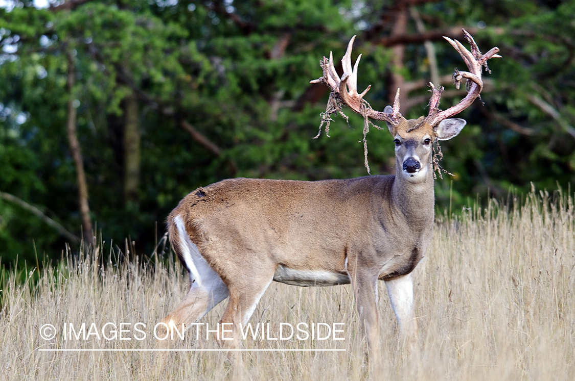 White-tailed buck shedding velvet. 