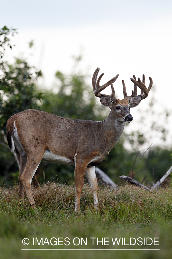 White-tailed buck in velvet.  