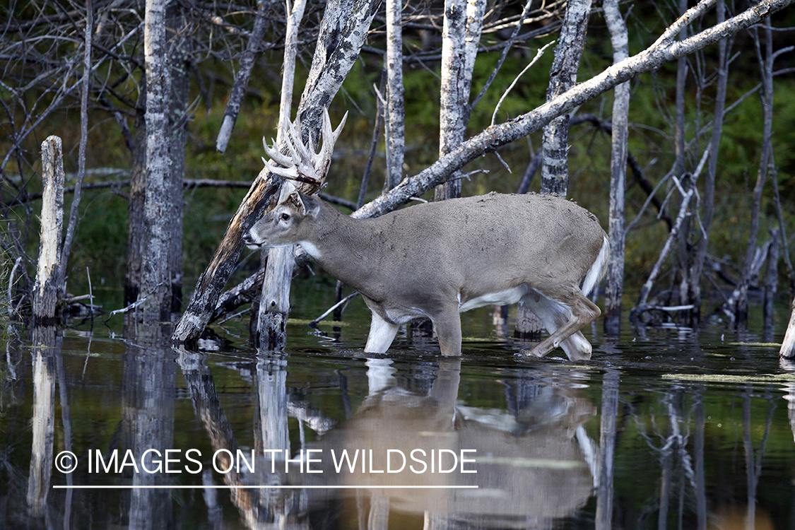 White-tailed buck standing in creek. 