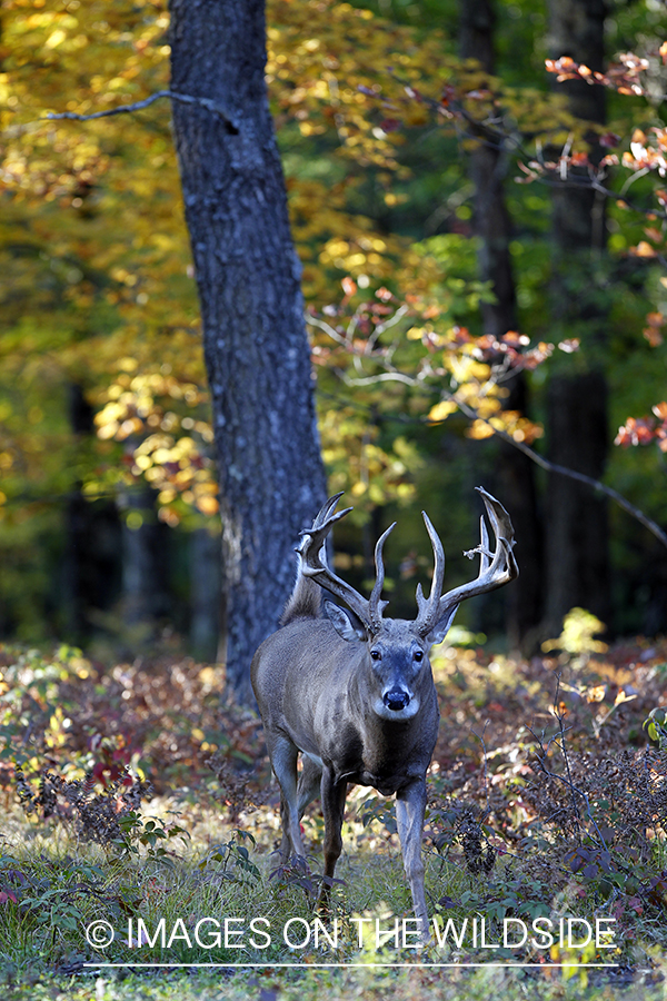 White-tailed buck in habitat. 