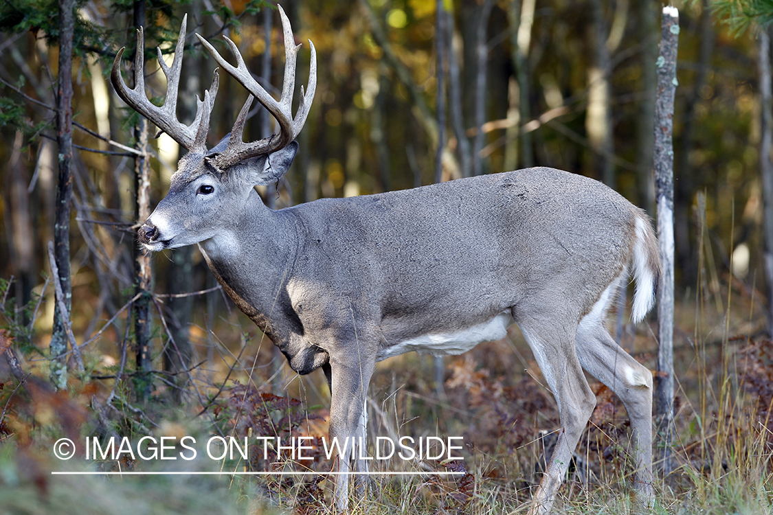 White-tailed buck in habitat.  