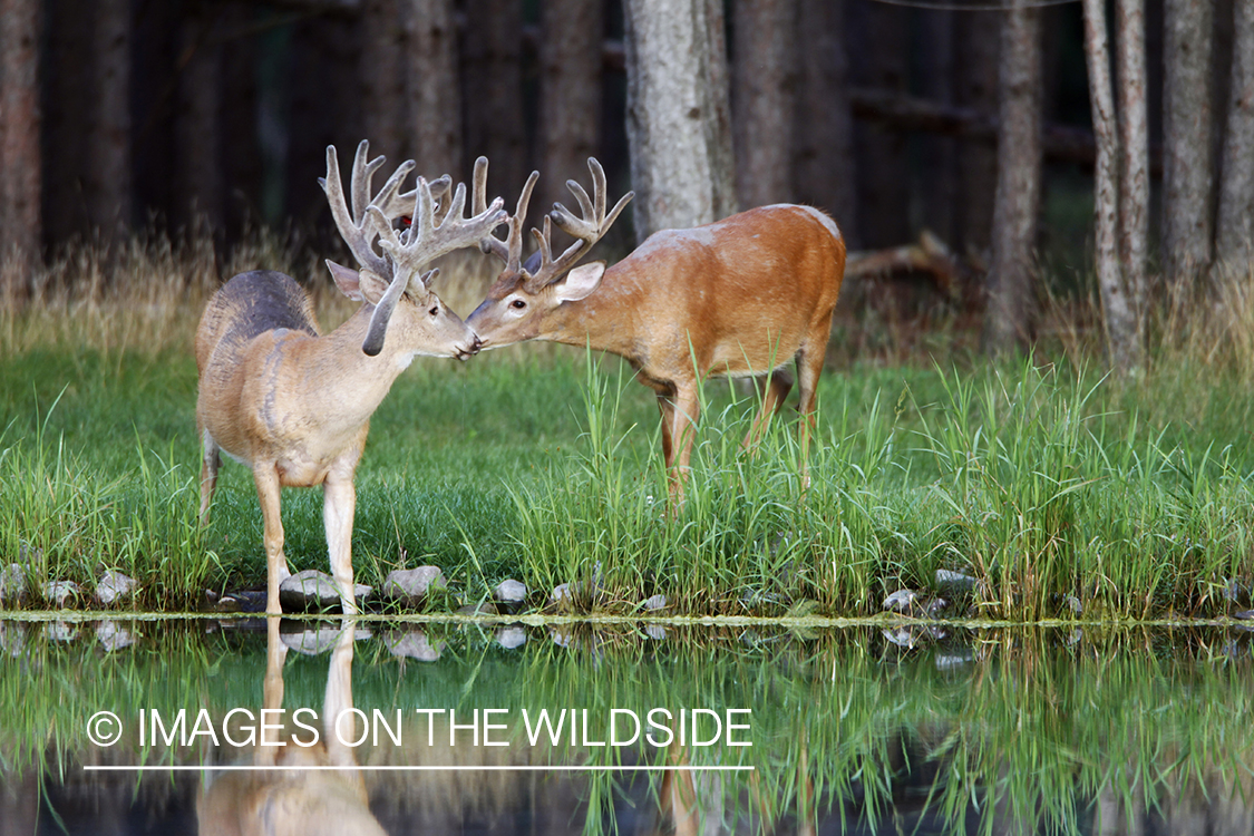 White-tailed bucks in velvet.