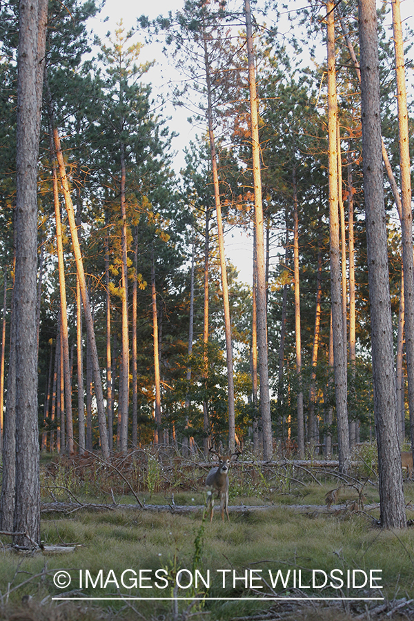 White-tailed buck in habitat.