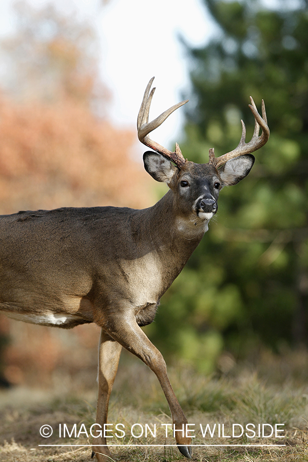 White-tailed buck in habitat.