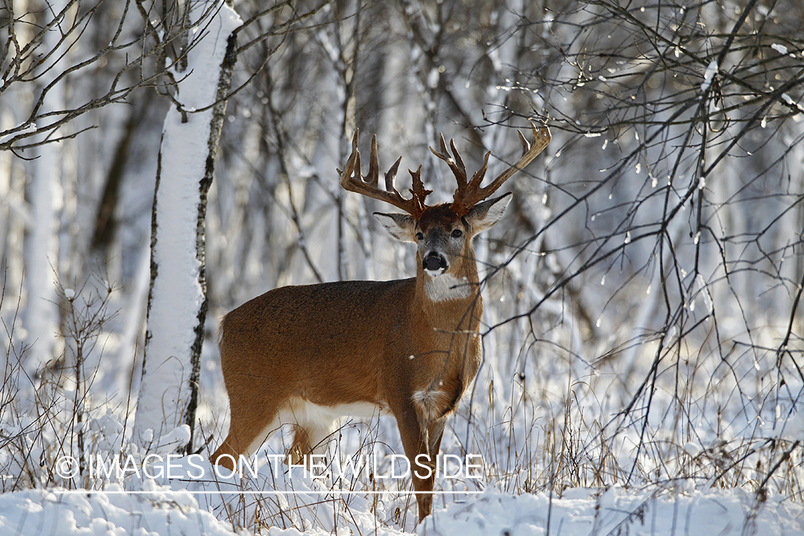 White-tailed buck in winter habitat.