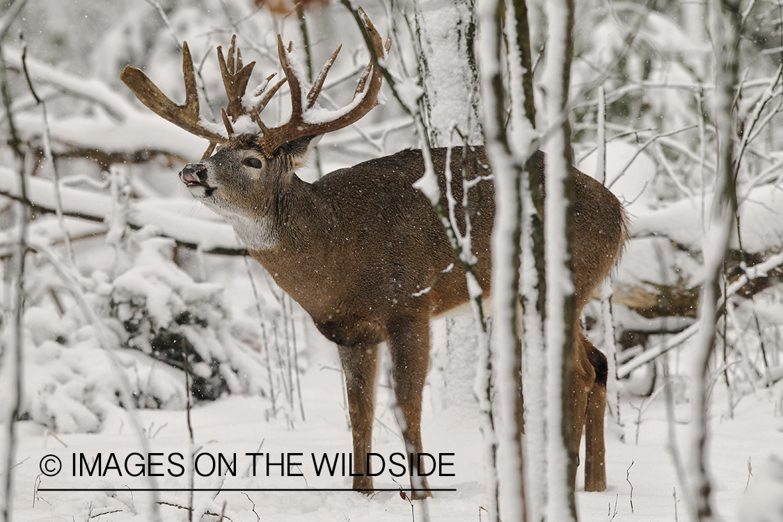 White-tailed buck lip curling back.