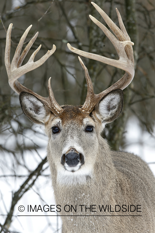 White-tailed buck in habitat.