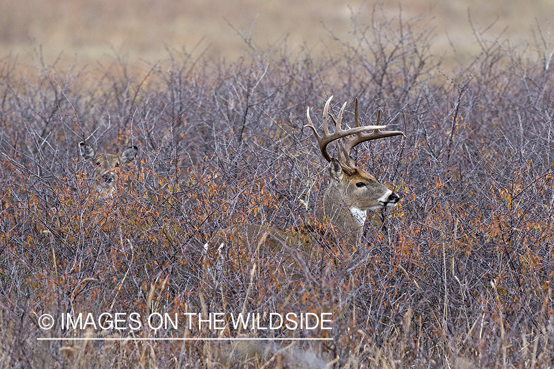 White-tailed buck in habitat. 