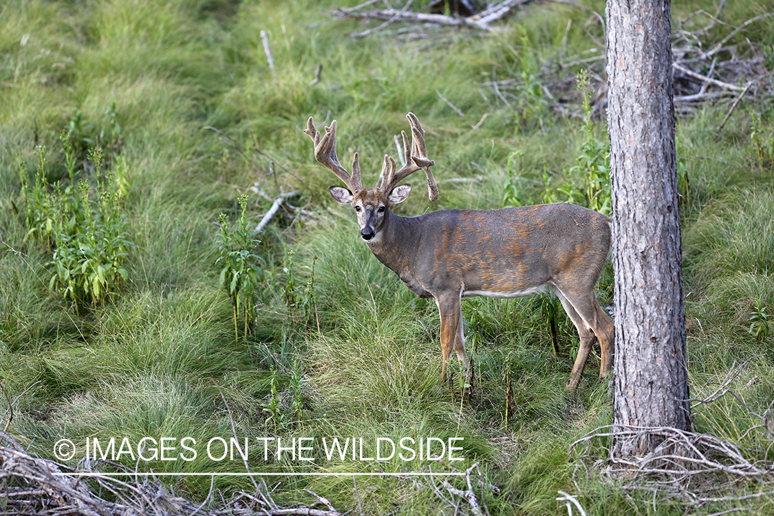 View of white-tailed buck from tree stand. 