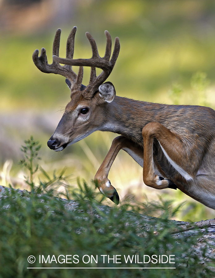 White-tailed buck in habitat.