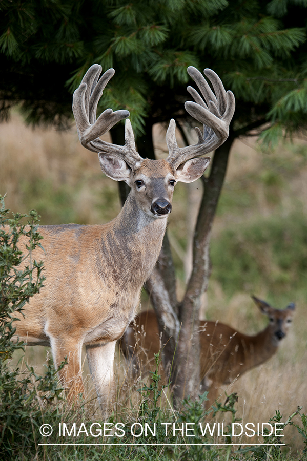 White-tailed buck in velvet.