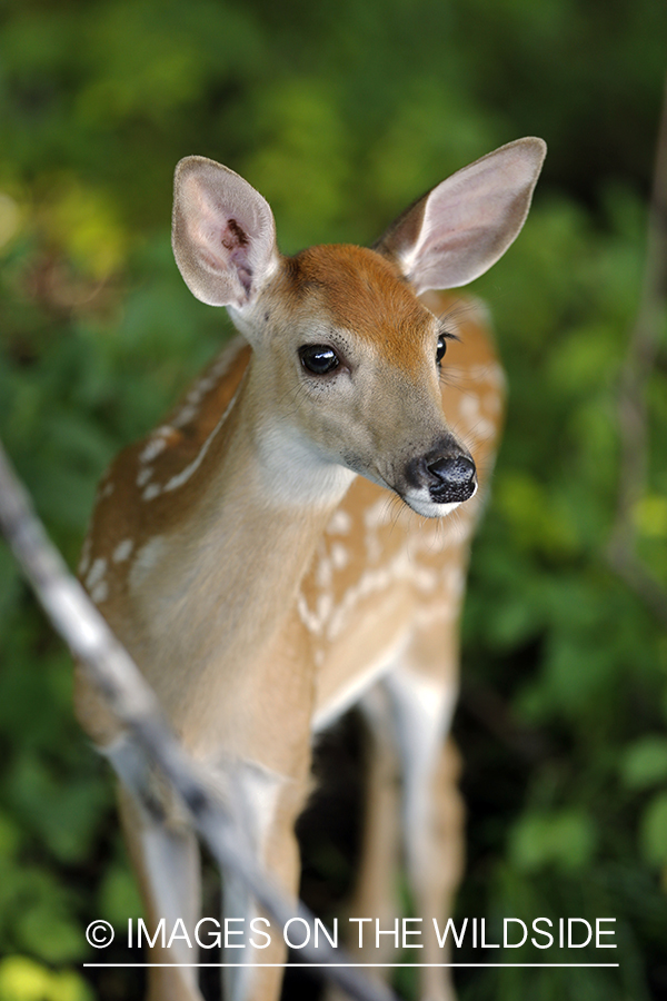 White-tailed fawn in velvet.