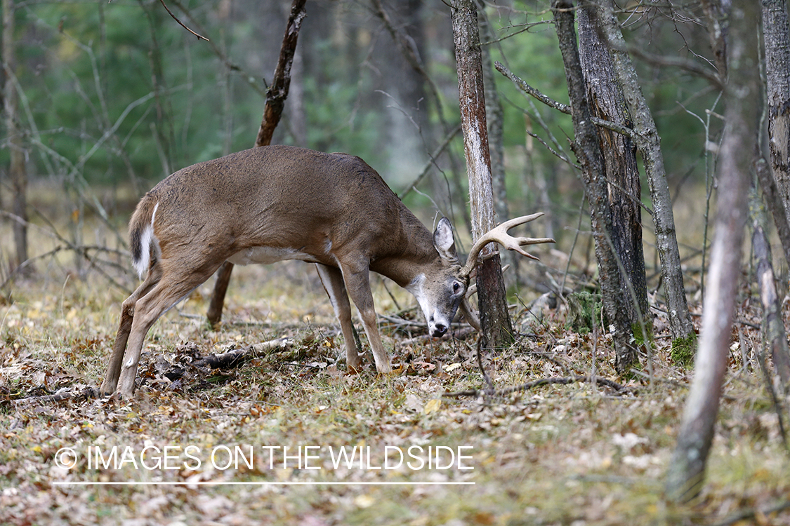 White-tailed buck rubbing antlers on tree.