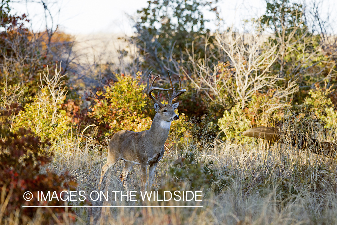 White-tailed buck in habitat.