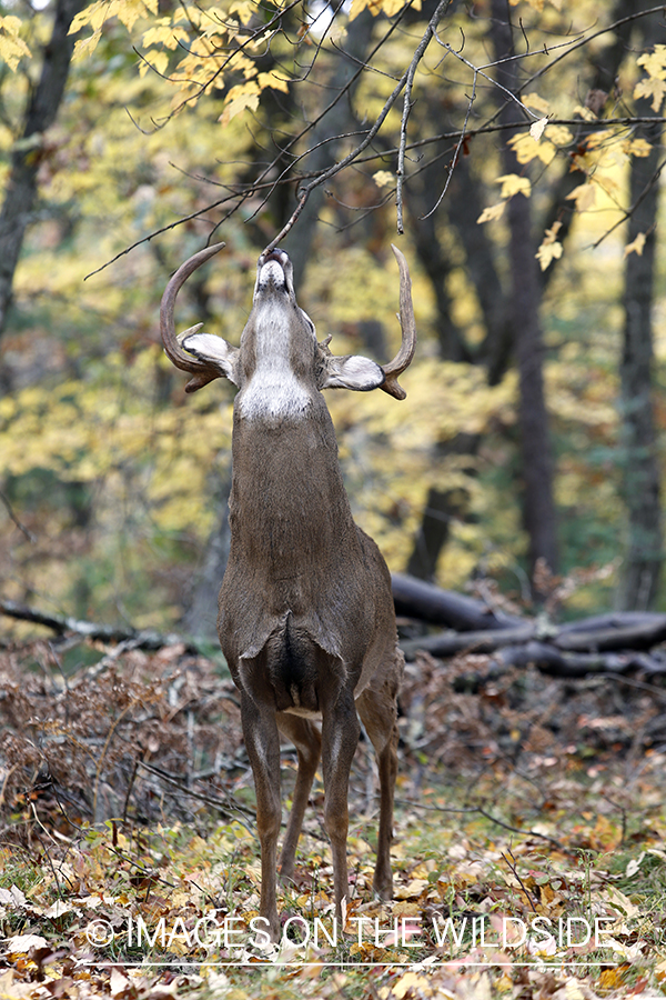 White-tailed buck scent marking during the rut.