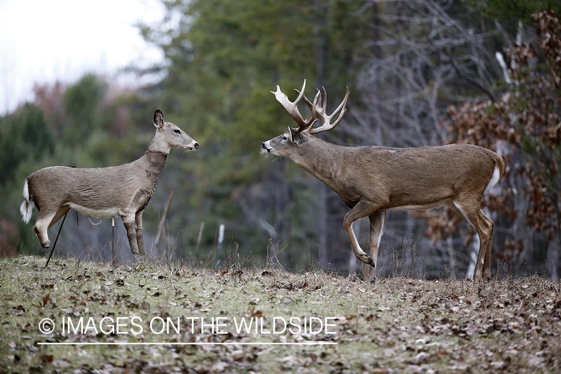 White-tailed buck approaching decoy. 