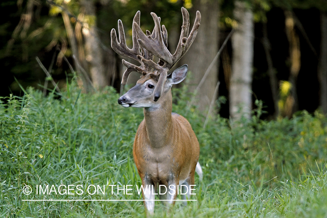 White-tailed Buck in Velvet.